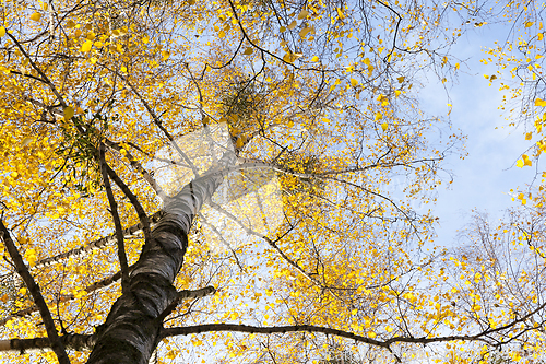 Image of yellowed autumn