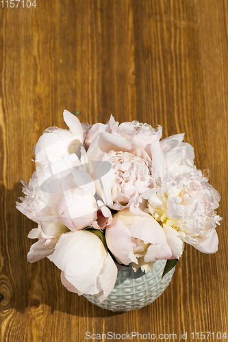 Image of sunlit white peony