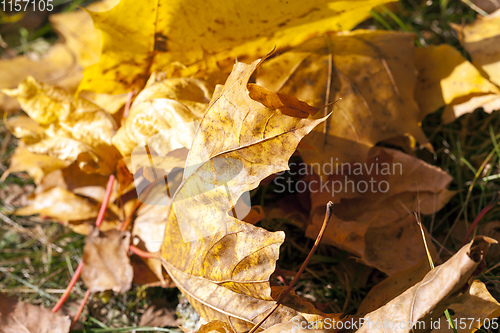 Image of The fallen maple leaves