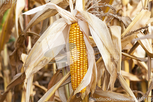 Image of Mature corn