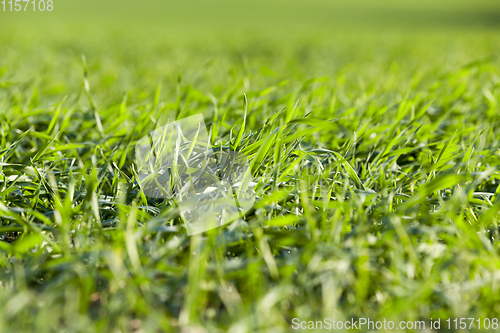 Image of green grass