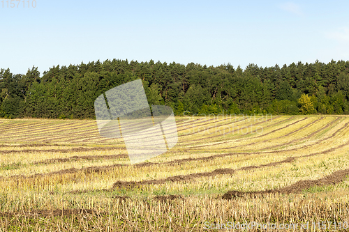 Image of , rows of straw