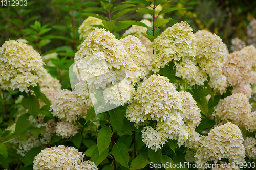 Image of Beautiful Hydrangea flower