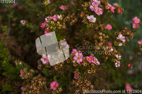 Image of Shrub Dasifora medicine herb