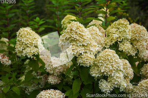 Image of Beautiful Hydrangea flower