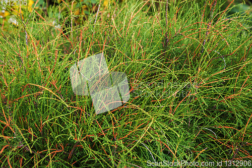 Image of thuja occidentalis filiformis