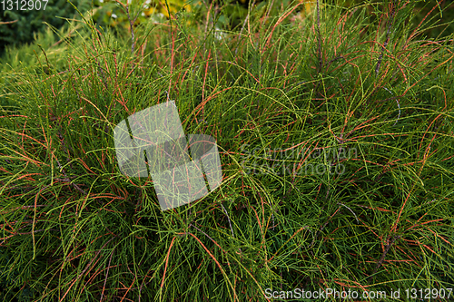 Image of thuja occidentalis filiformis