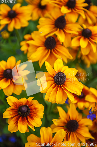 Image of Field of yellow flowers of orange coneflower also called rudbeckia