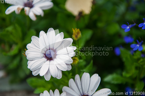 Image of White chrysanthemums closeup