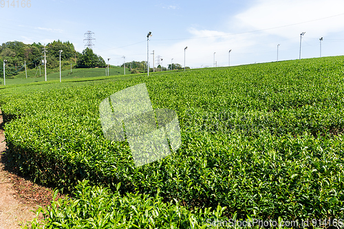 Image of Fresh Tea Plantation