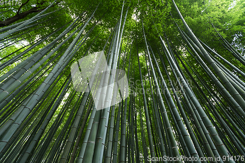 Image of Bamboo forest