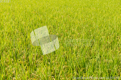 Image of Rice field