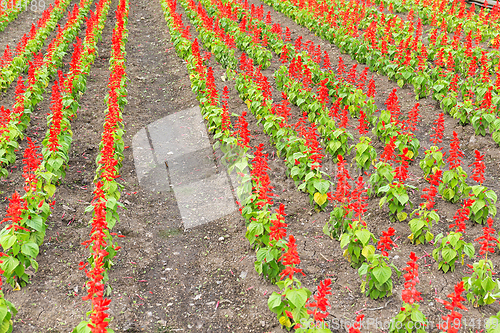 Image of Salvia field in red