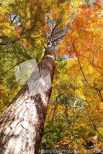 Image of Maple tree in Autumn