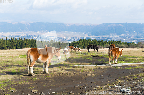 Image of Horses grazing in field 