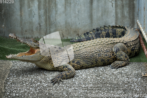 Image of Crocodile open mouth