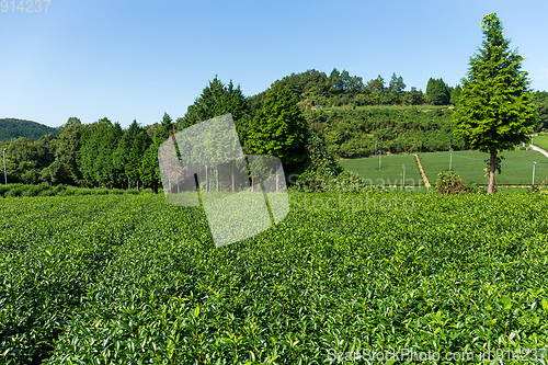 Image of Tea garden