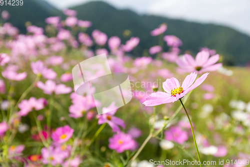 Image of Pink flowers cosmos bloom