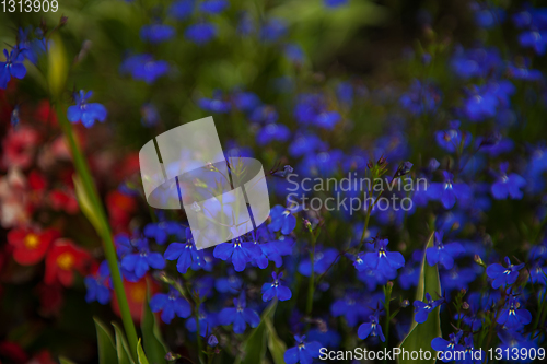 Image of Purple dayflower flowers commelina