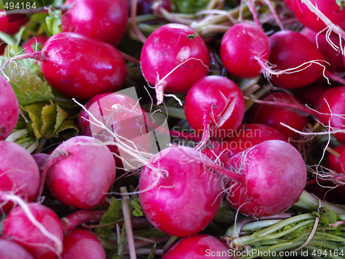 Image of fresh radish