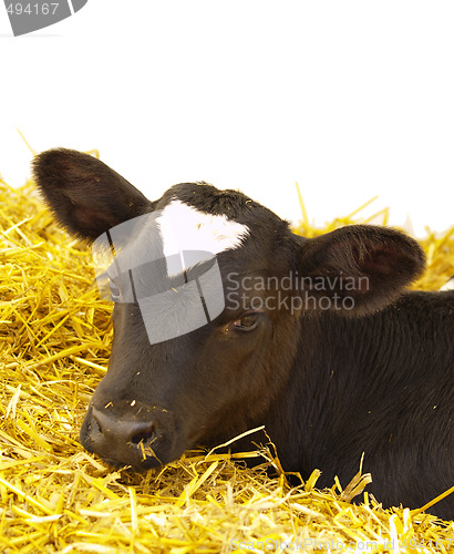 Image of calv on straw