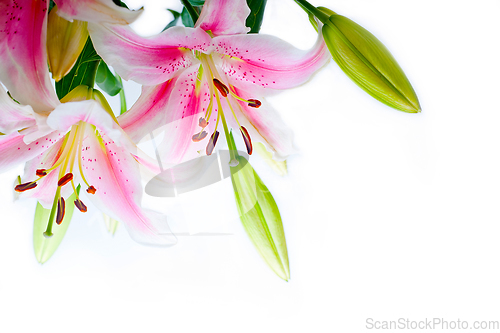 Image of lily flowers corner frame