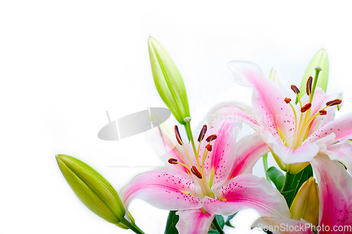 Image of lily flowers corner frame