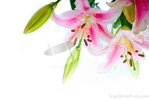 Image of lily flowers corner frame