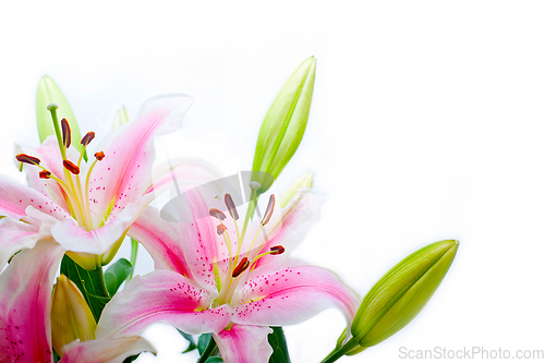 Image of lily flowers corner frame