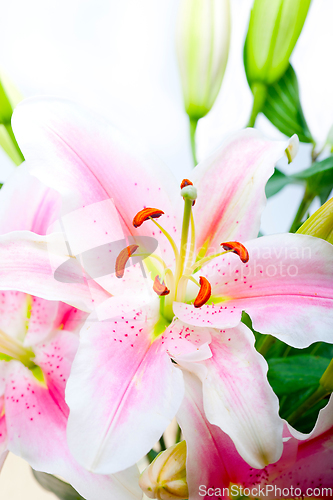 Image of pink lily flower bouquet