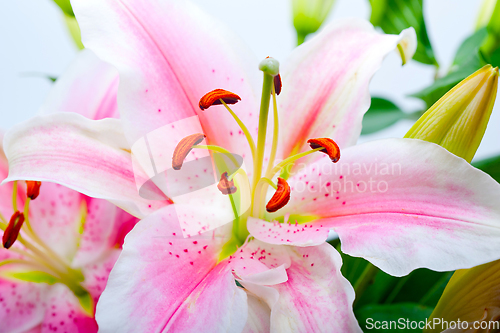 Image of pink lily flower bouquet