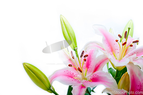 Image of pink lily flower bouquet