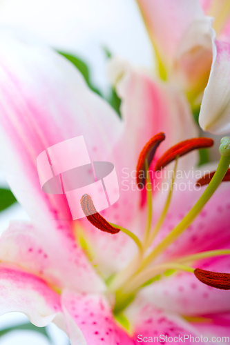 Image of pink lily flower bouquet