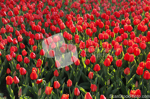 Image of Beautiful red tulips, bright nature background