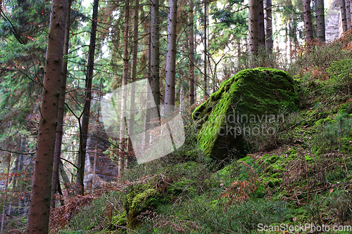 Image of Mossy stone and rocks in forest, Bohemian Paradise, Czech Republ