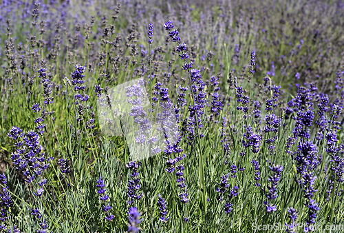 Image of Beautiful blooming lavender in sunny day, close-up nature backgr