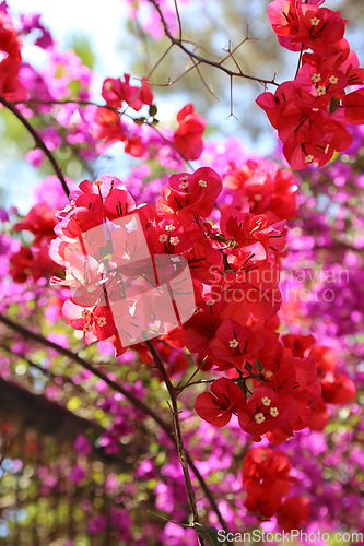 Image of Beautiful bougainvillea flowers