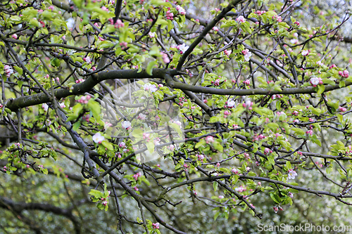 Image of Branches of spring blooming tree 