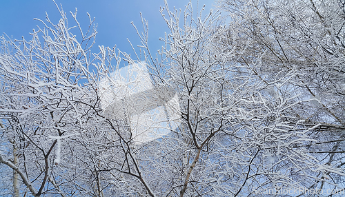 Image of Beautiful branches of trees covered with snow