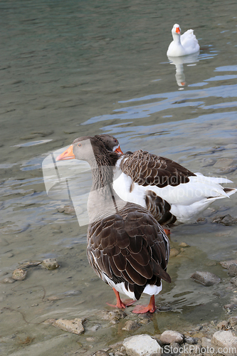 Image of Geese on a lake background