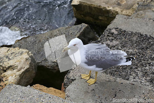 Image of Seagull standing on the sea shore