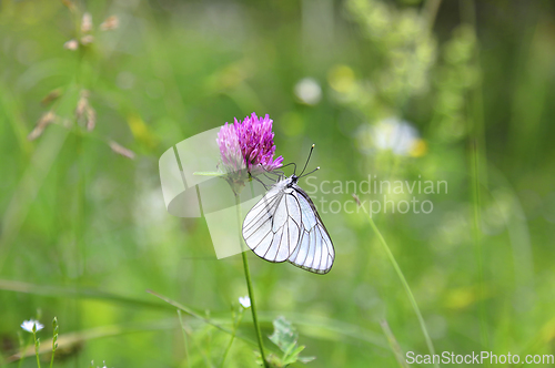 Image of Beautiful butterfly on a pink clover