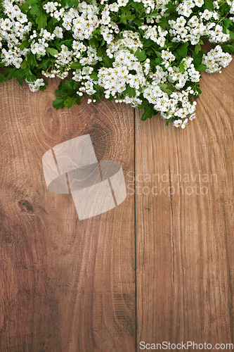 Image of Spring Hawthorn Blossom Background Border 