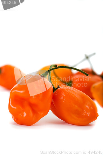 Image of Habanero Chili Peppers