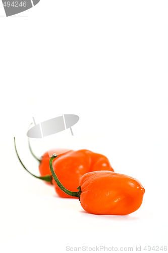 Image of Three Habaneros Vertical