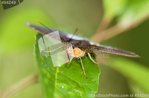 Image of Mr Butterfly