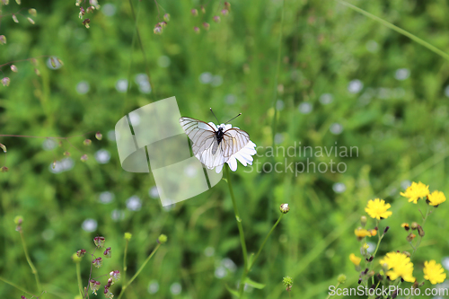 Image of Beautiful white butterfly sitting on a flower