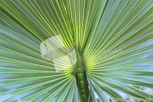 Image of Large palm leaf, closeup natural background