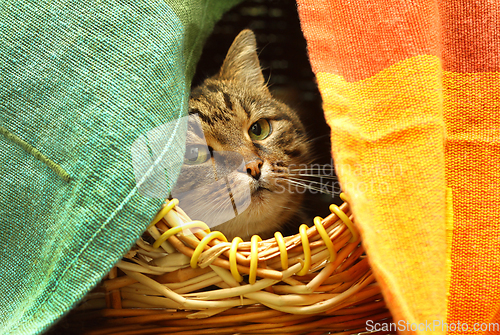 Image of Cute cat watching from her hiding place