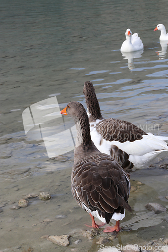 Image of Cute geese on a lake